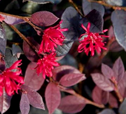 Red Chocolate Loropetalum