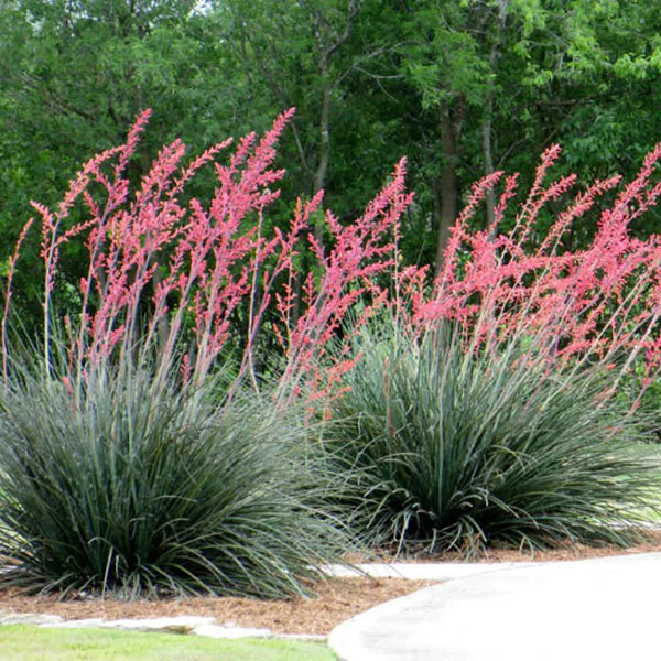 Red False Yucca
