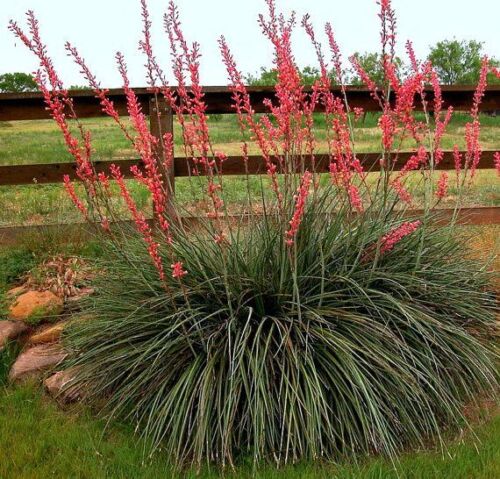 Red False Yucca