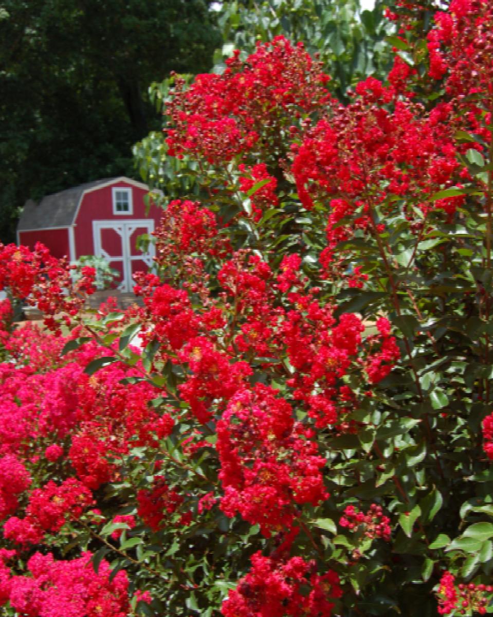 Red Rooster Crape Myrtle