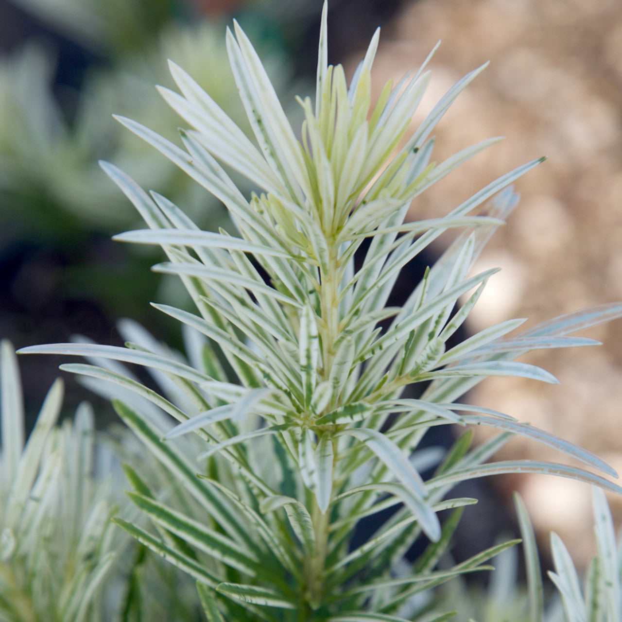 Roman Candle Podocarpus