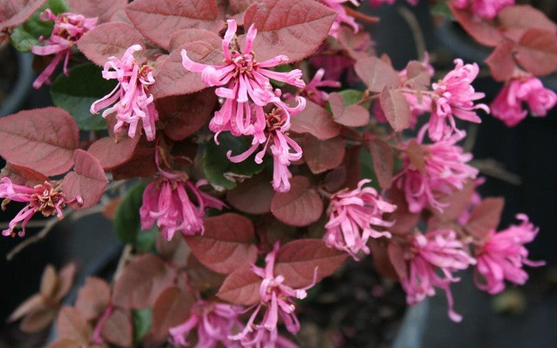 Ruby Loropetalum
