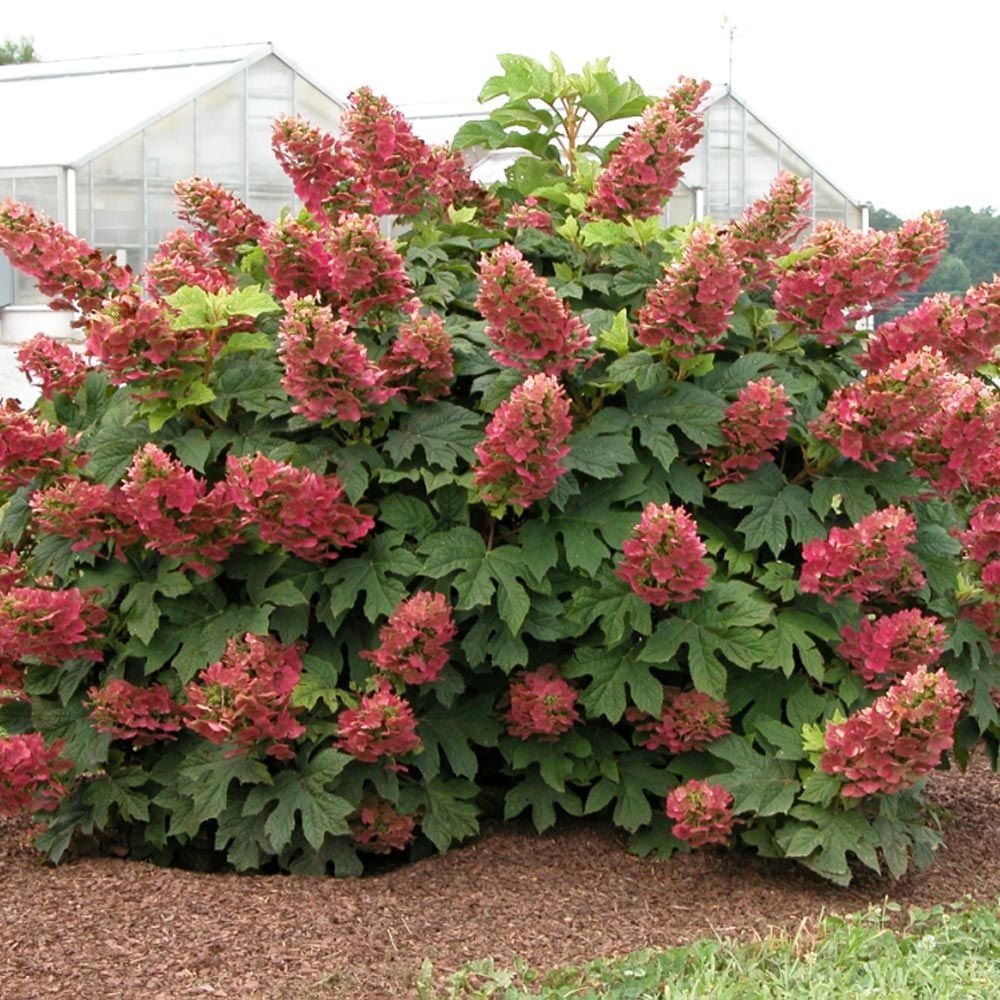 Ruby Slippers Oakleaf Hydrangea