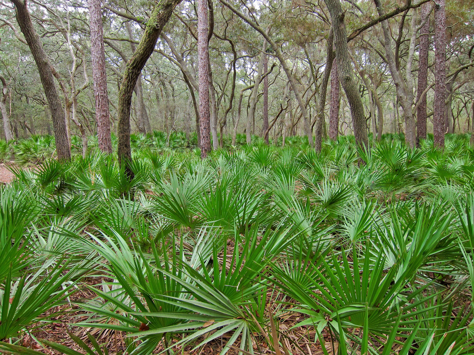 saw palm plant Saw Palmetto