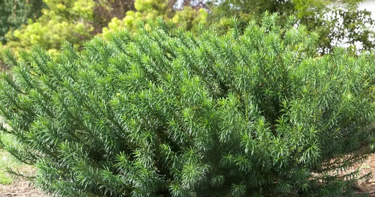 Scotts Wallace Japanese Plum Yew