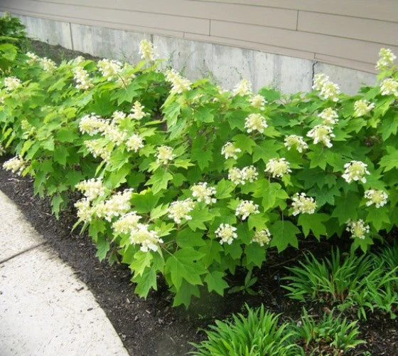 Sikes Dwarf Oakleaf Hydrangea