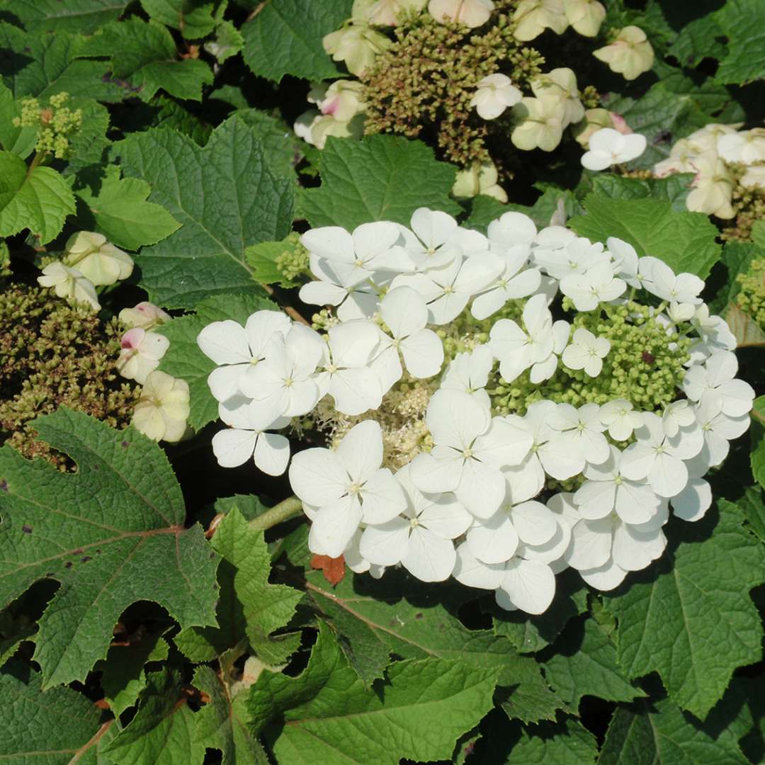 Sikes Dwarf Oakleaf Hydrangea