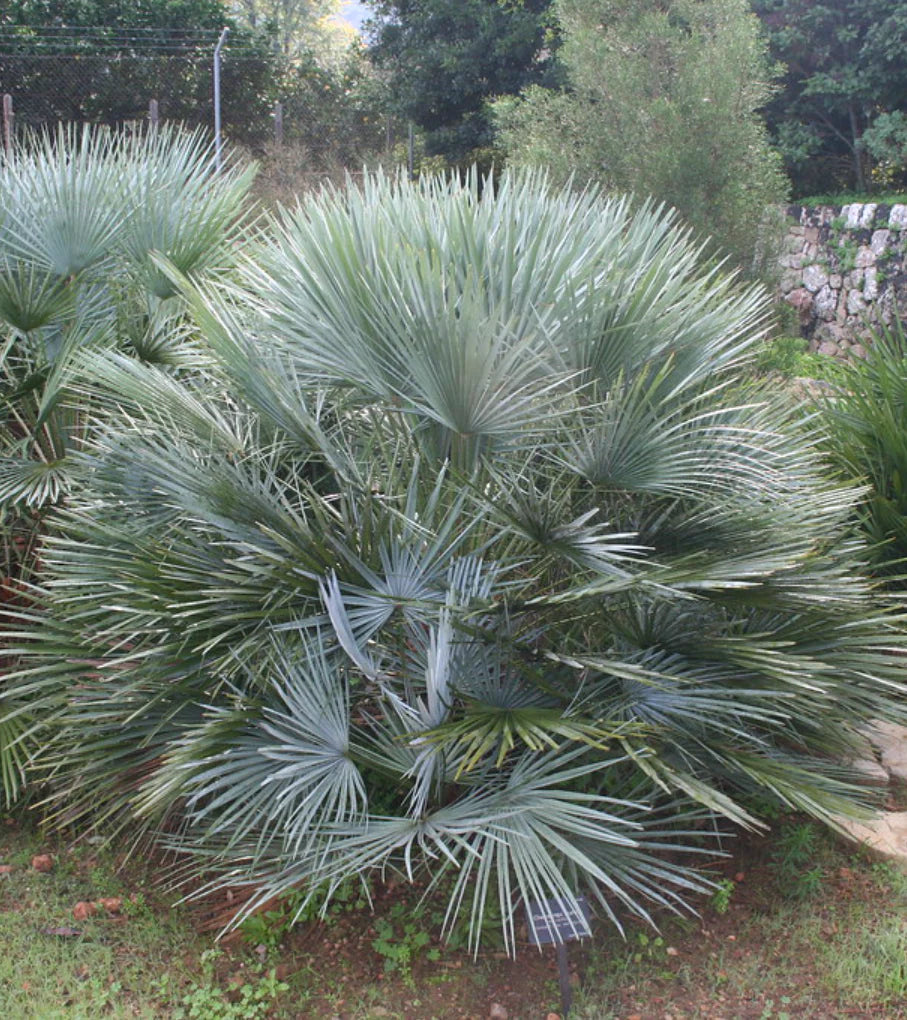 silver palm plant Silver European Fan Palm