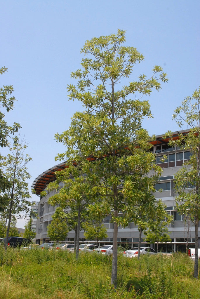 Silver Mist Sweetbay Magnolia