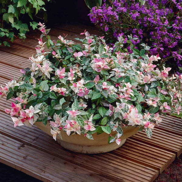Snow N' Summer Asiatic Jasmine