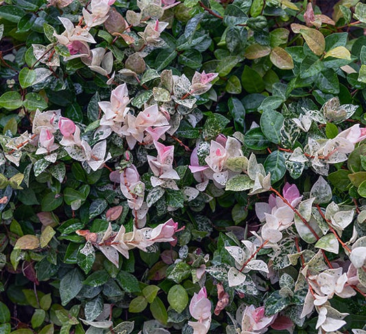 Snow and Summer has multi color foliage