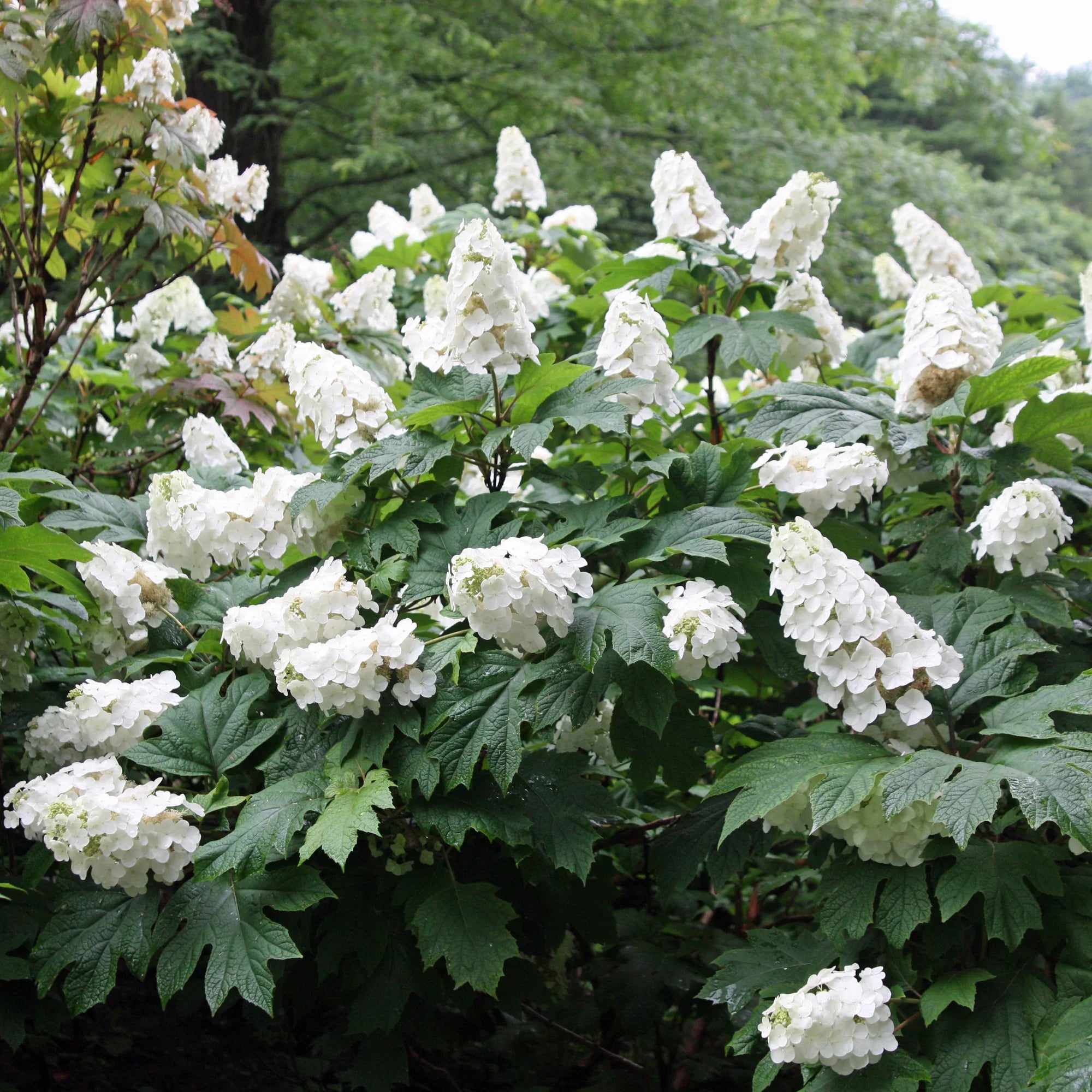 Snow Queen Oakleaf Hydrangea