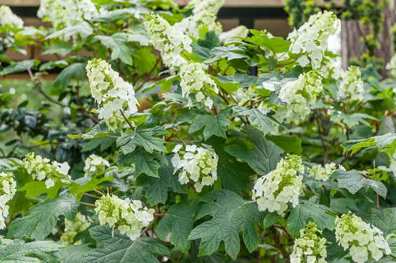 Snow Queen Oakleaf Hydrangea