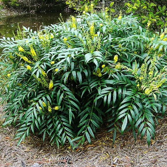 Soft Caress Mahonia