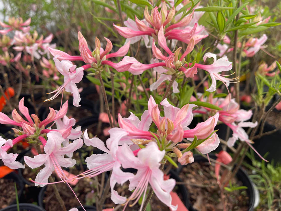 Spring Sensation Azalea