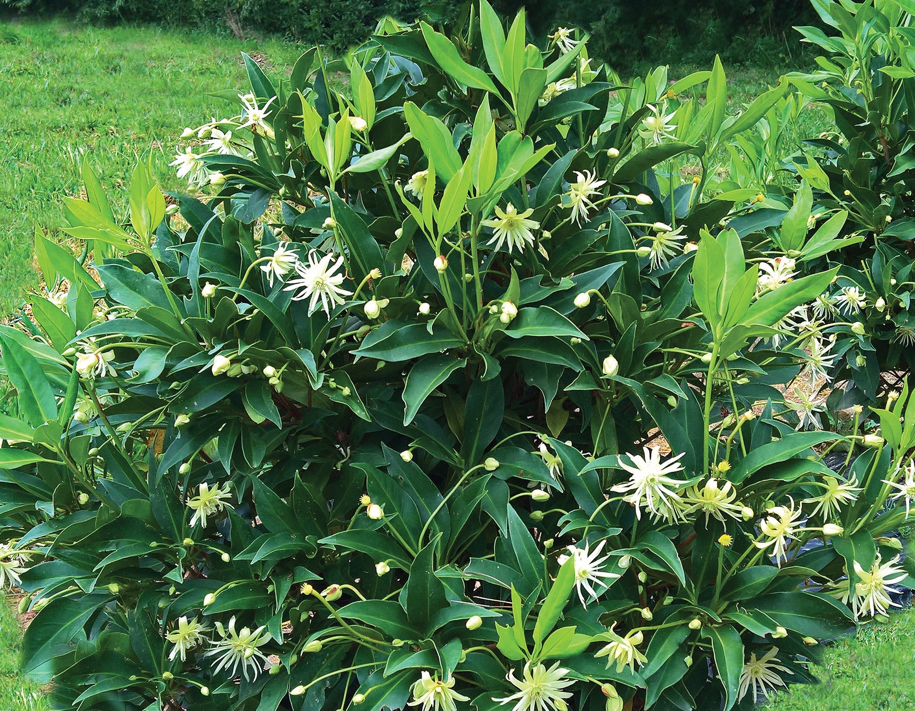 Star Flower Orion Illicium