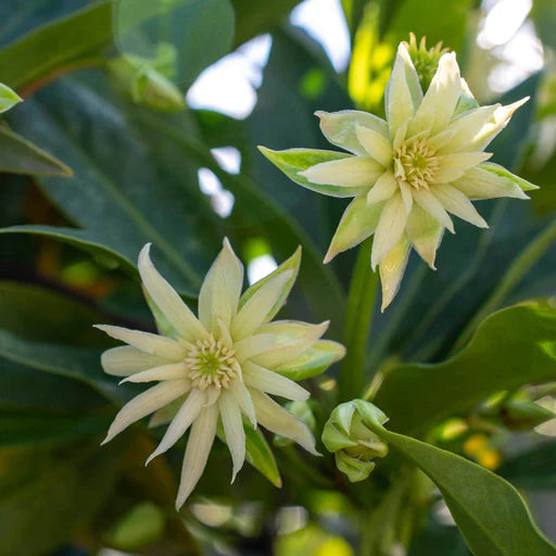 Star Flower Orion Illicium