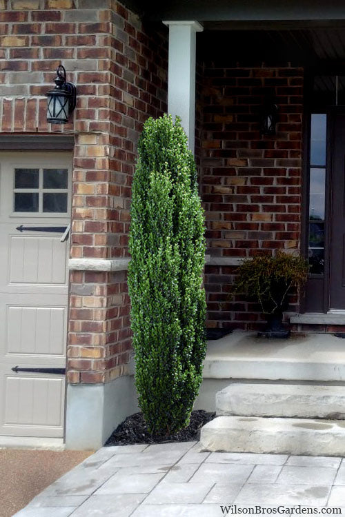 Straight & Narrow Holly