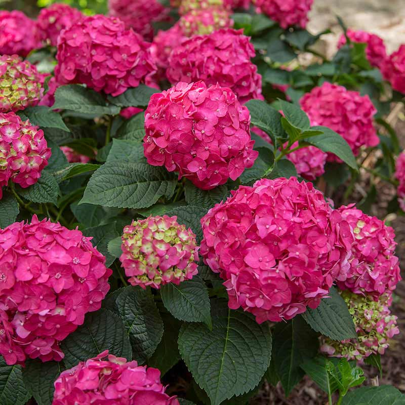 Summer Crush Hydrangea