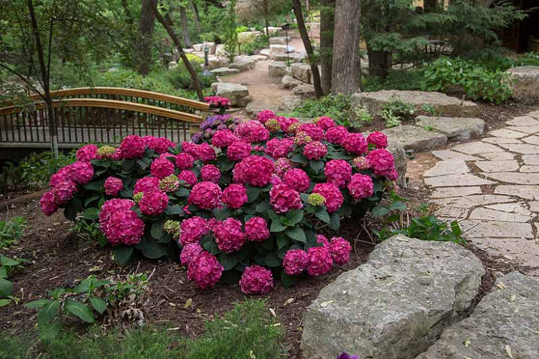 Summer Crush Hydrangea