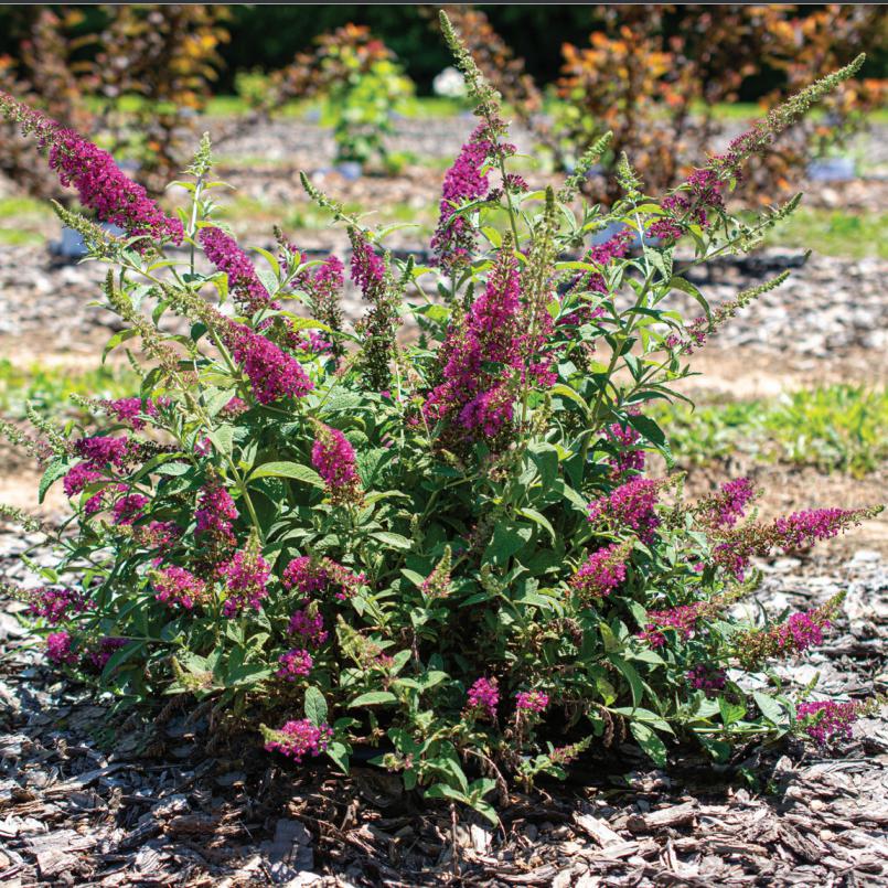 Summer Sips Sangria Buddleia