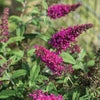Summer Sips Sangria Buddleia