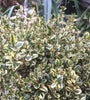 Sunburst Boxwood