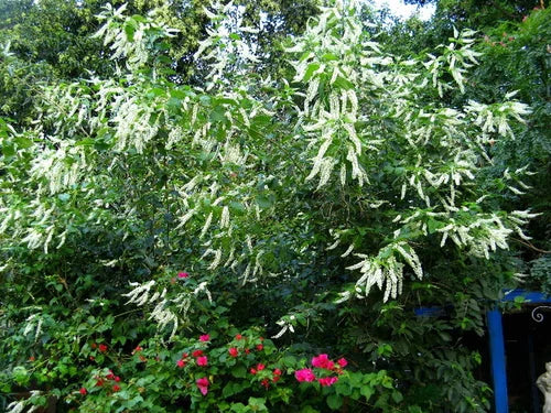 Sweet Almond Verbena