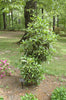 Sweet Tea Olive
