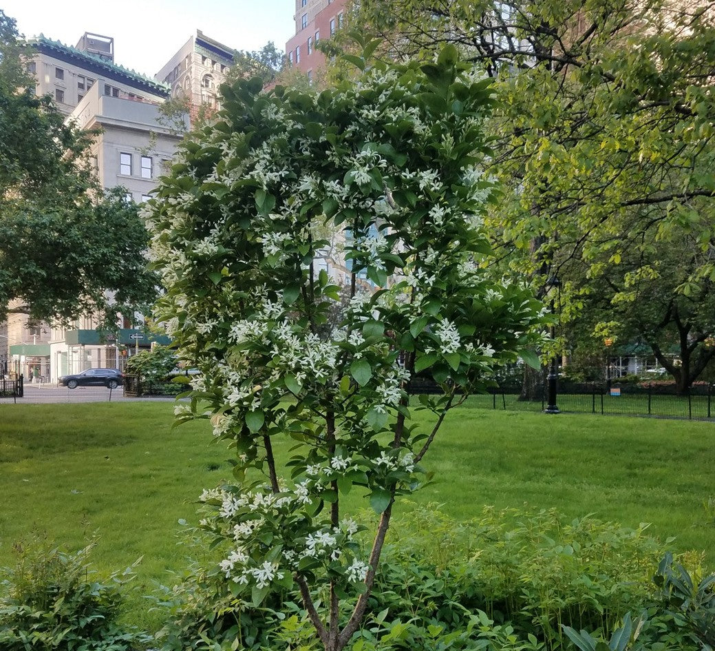 Tokyo Tower Fringetree