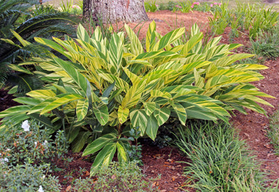 Variegated Ginger