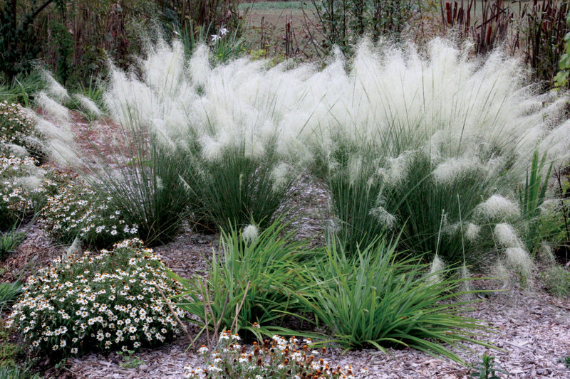 White Muhly Grass