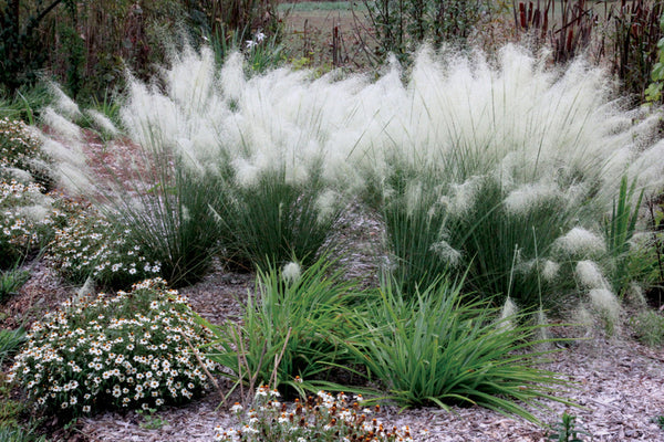White Muhly Grass