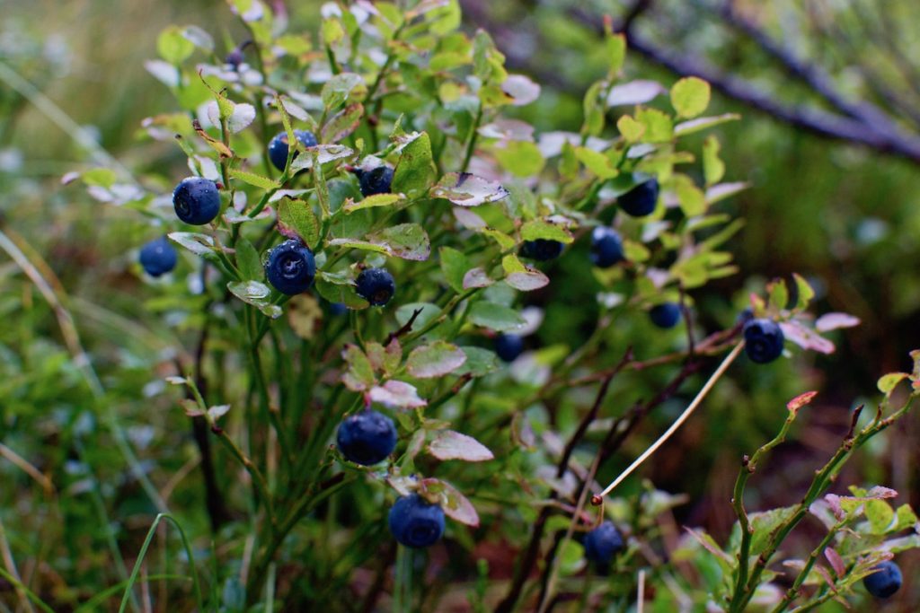 Wild Blueberry