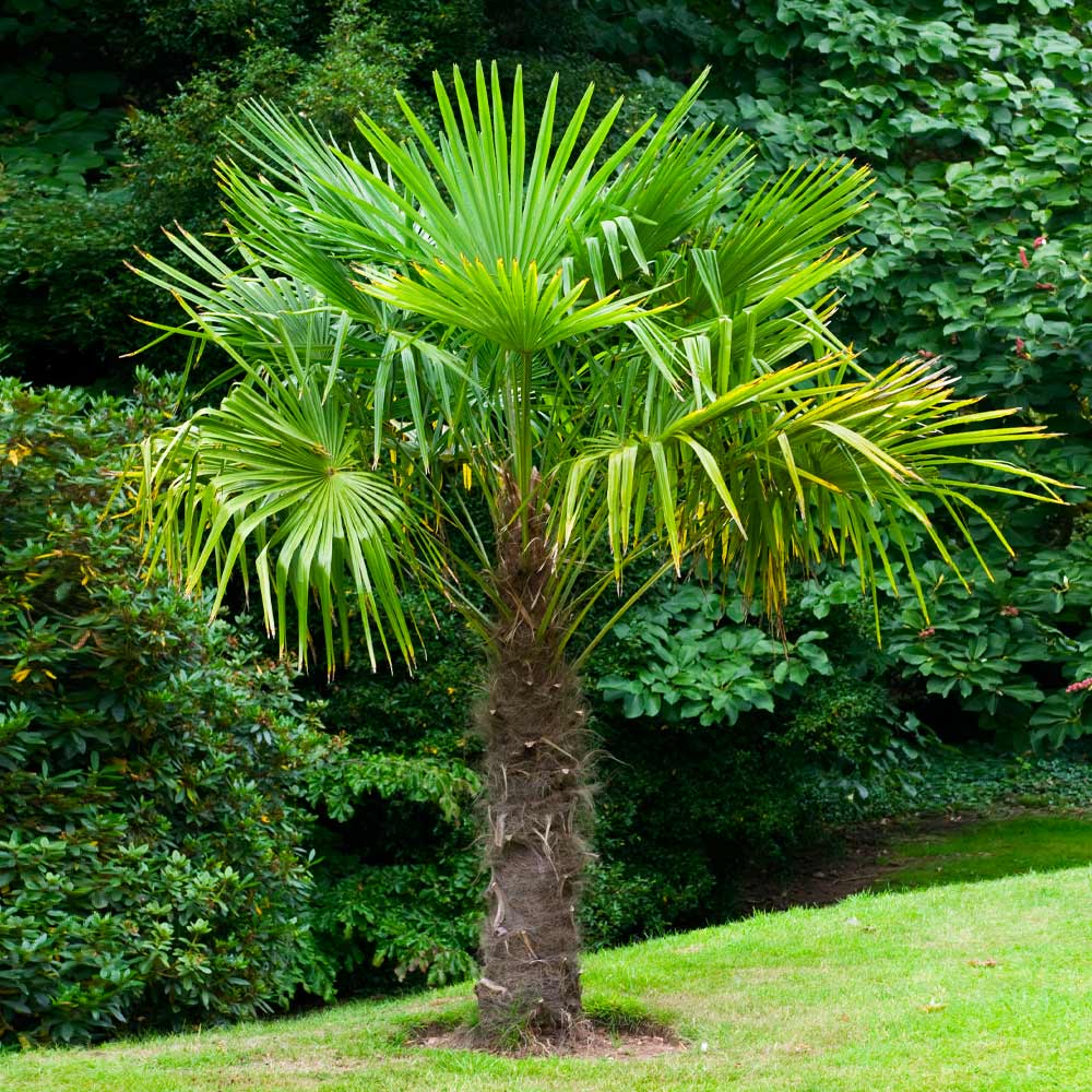 Windmill Palm