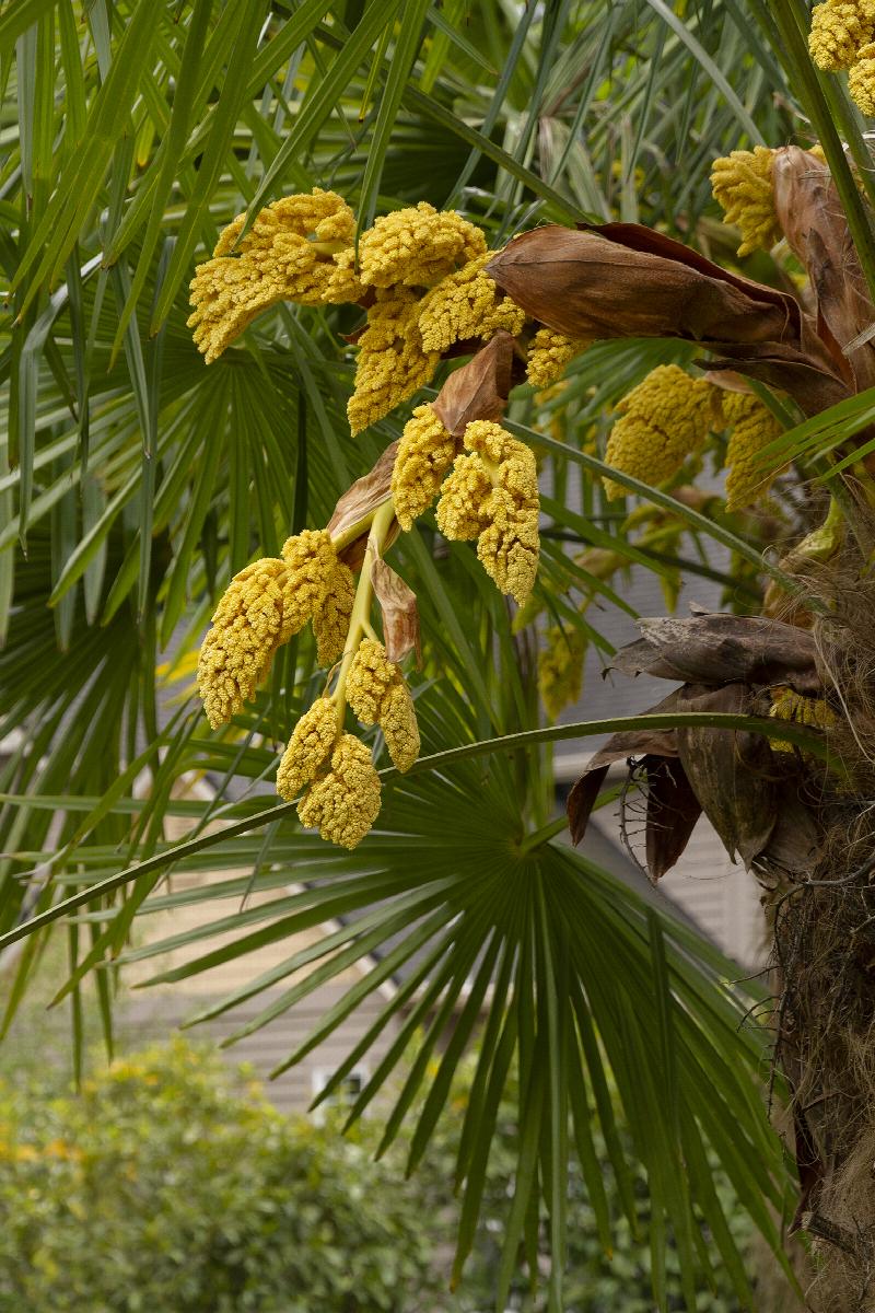 palm flower plant Windmill Palm Tree, 3 gallon