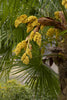 Windmill Palm