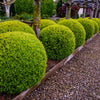 Wintergreen Boxwood