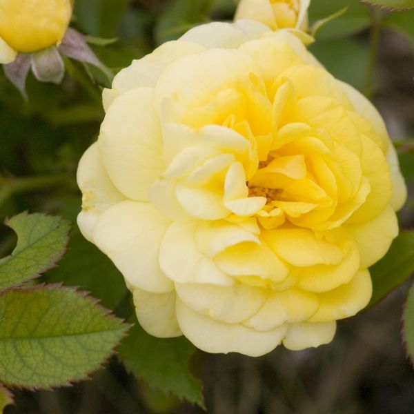 Yellow Brick Road Rose