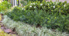Yewtopia Plum Yew